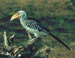 Tockus Hornbills